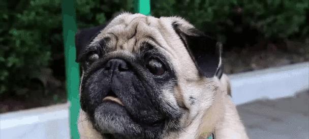 培养聪明听话狗狗的14个实用训练秘籍