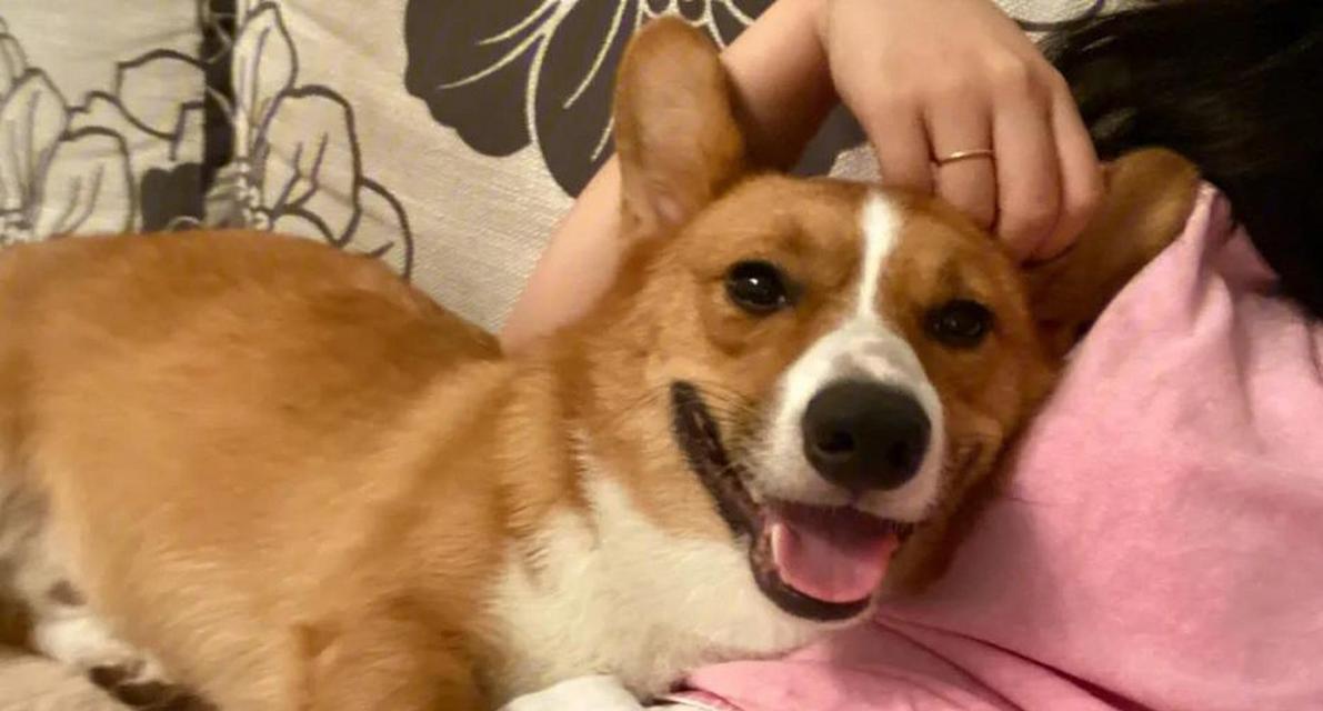 狗狗为什么总是跟着主人？揭秘犬类依恋行为的15大原因