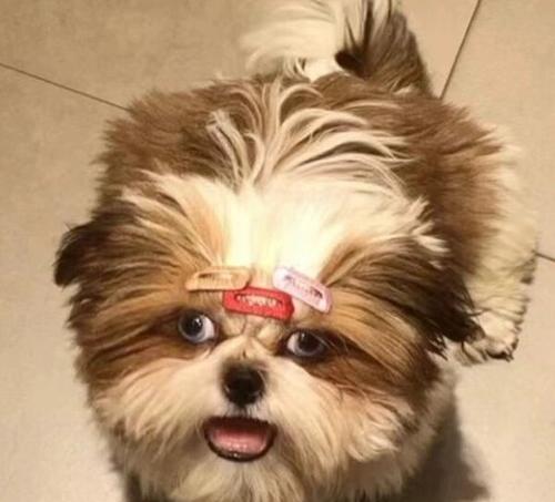 三个月大狗狗特点全解析：体重身高毛发牙齿行为指南