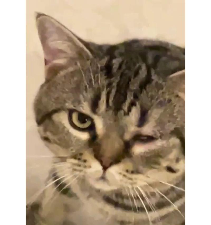 猫咪流泪原因及护理方法全解析