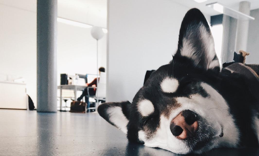 狗爱咬东西怎么办？训练方法与解决技巧全攻略