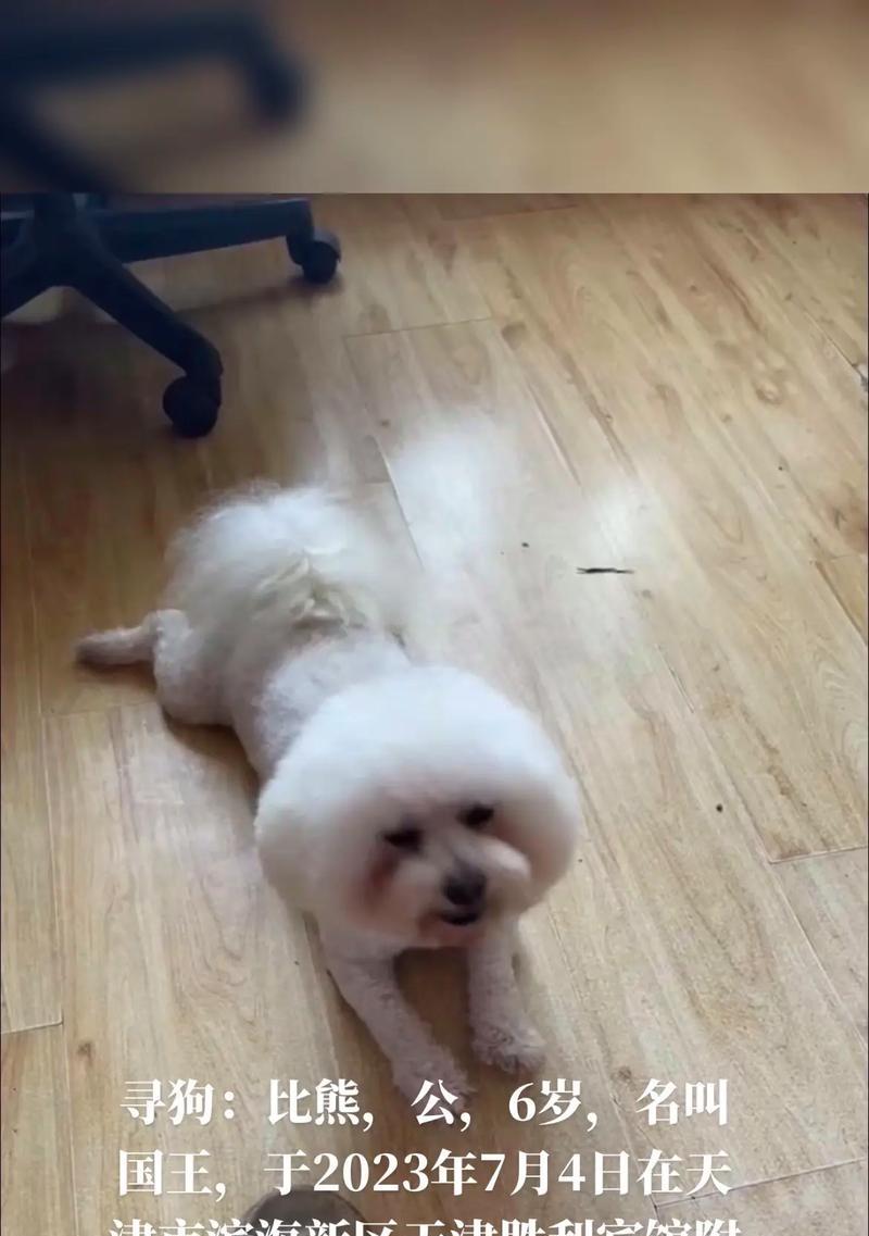 公比熊取名大全：15种风格为爱宠选择独特好听的名字