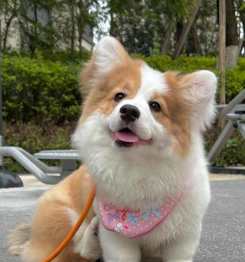 小柯基耳朵形状全解析：半立耳飞机耳垂耳特点详解