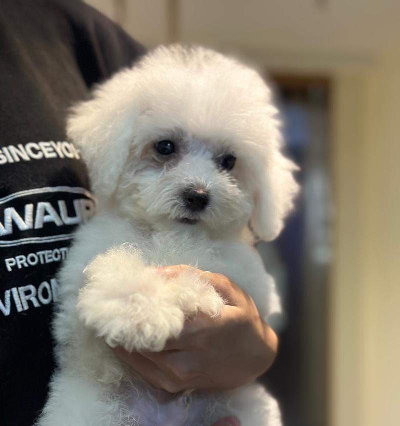 两个月大比熊幼犬喂养指南：正确饮食习惯养成方法