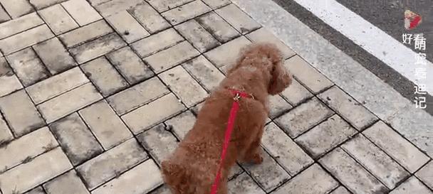 胆小狗为何会变得凶恶？原因分析与改善方法全解