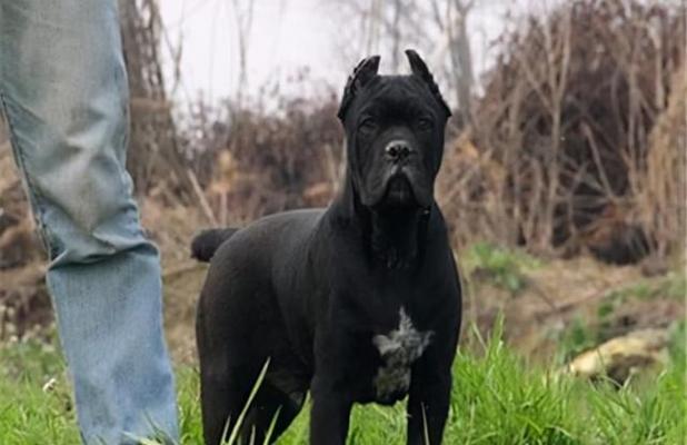 卡斯罗配什么狗最好？16种理想犬种搭配推荐