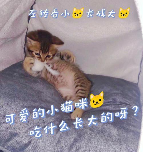 小猫最爱吃什么食物？营养搭配指南让猫咪健康成长