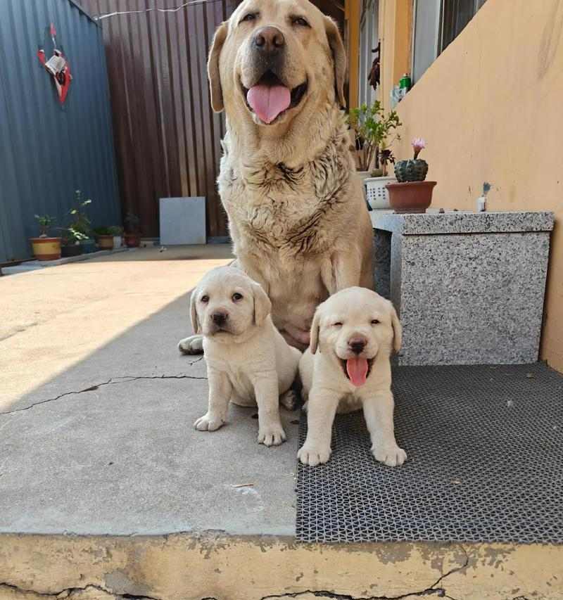 拉布拉多犬不能吃什么食物_狗狗饮食禁忌指南