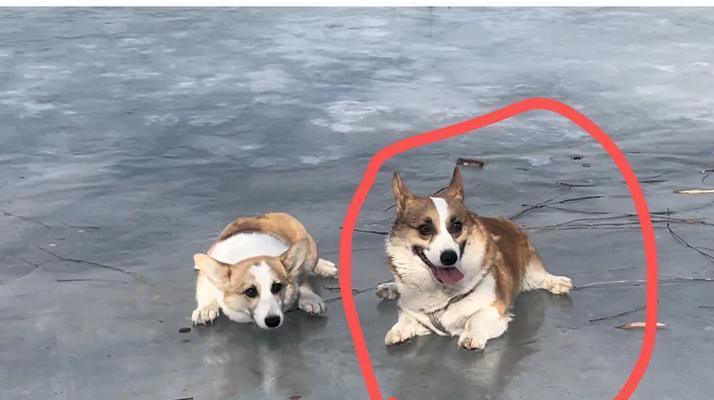 短毛黄白毛狗品种特征与饲养指南