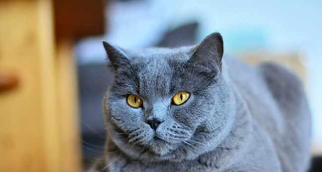 蓝眼睛猫的神秘奥秘：遗传基因与文化象征深度解析