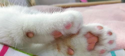 猫咪肉垫毛修剪全攻略，安全护理让爱猫更健康