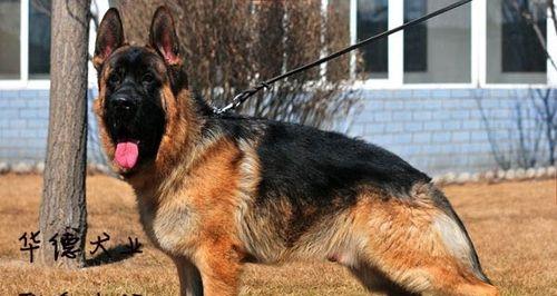 德牧背线选择指南：保持优良品质的关键要素