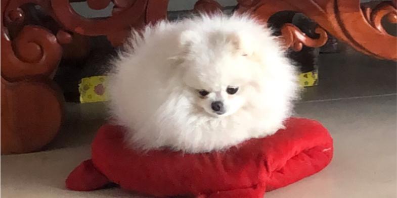 狗红色点点毛色的遗传奥秘与养护指南