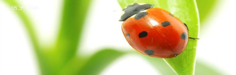 狗为什么喜欢吃甲虫？揭秘狗狗对昆虫的天然喜好原因