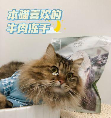 猫咪吃牛肉有什么好处？全面营养补充指南