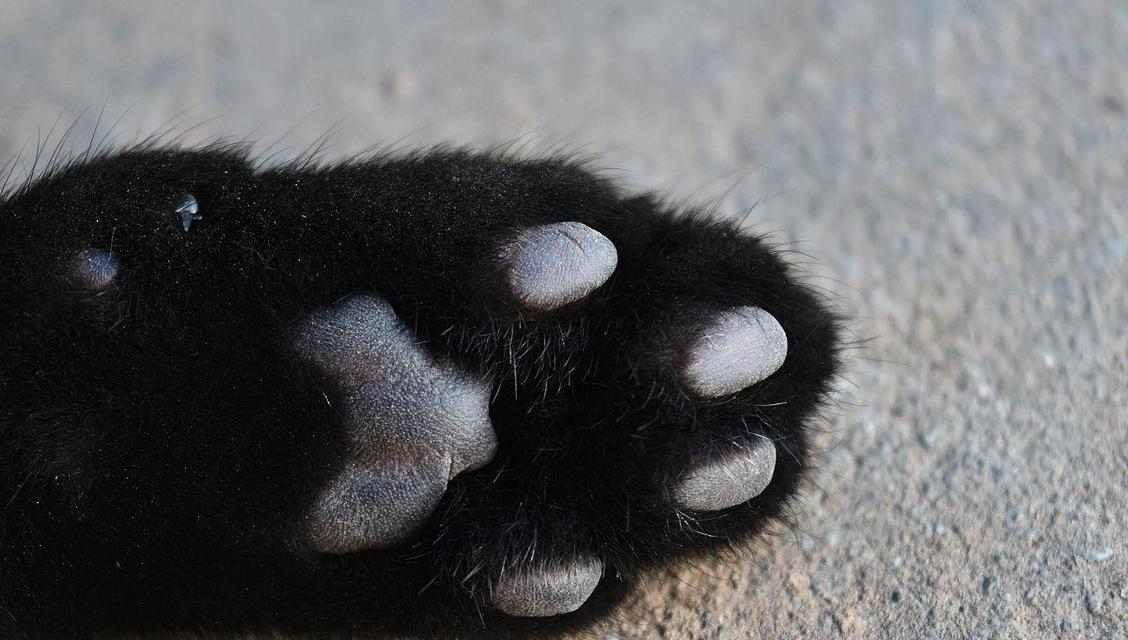 猫咪爪子为什么是黑色的揭秘，探索黑色爪子的保护功能与遗传奥秘
