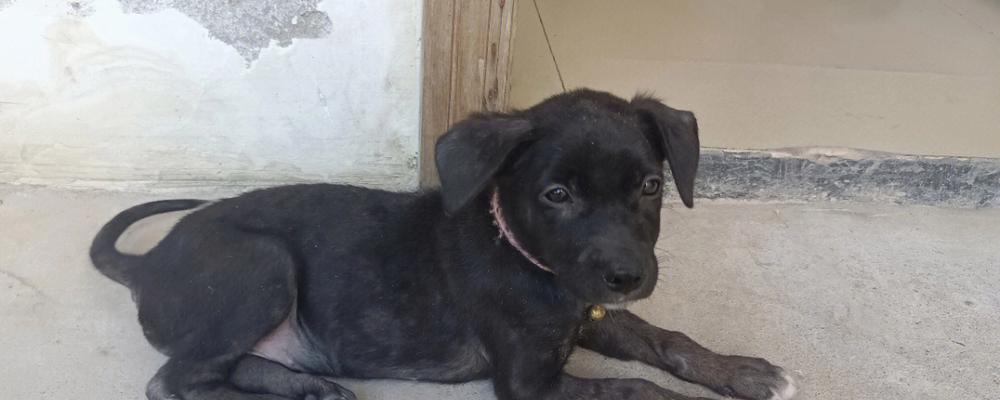 拉布拉多犬串串做家庭宠物怎么样？忠诚友善易训练