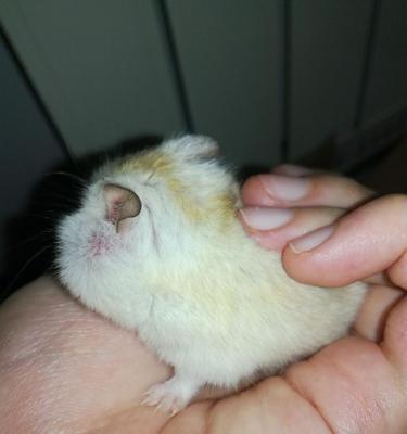 仓鼠生病怎么办？常见疾病药物治疗全攻略