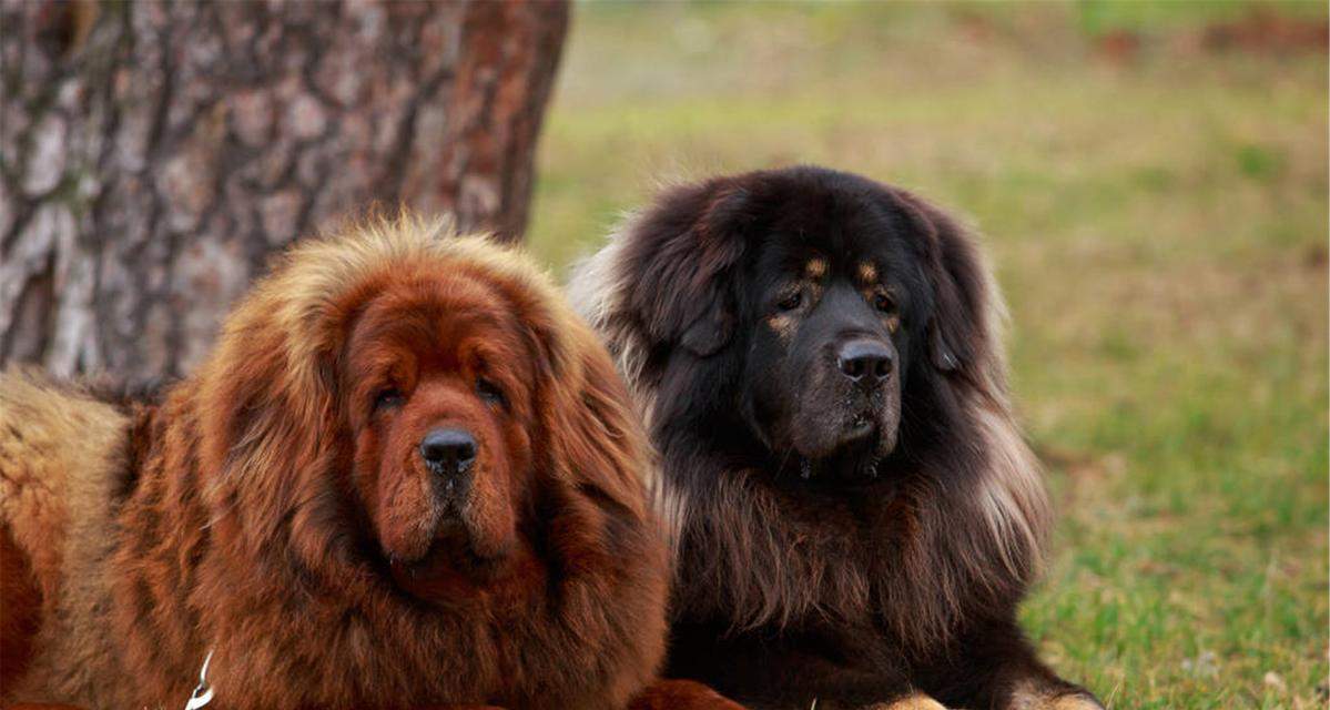 藏獒为什么爱大声吠叫？15个原因解析与控制方法