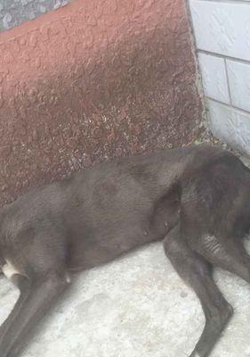 小狗呕吐透明液体原因分析及应对方法指南