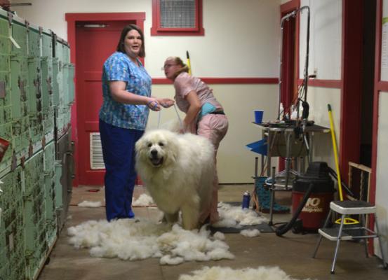 宠物价格昂贵的真相：稀有品种与多重成本因素解析