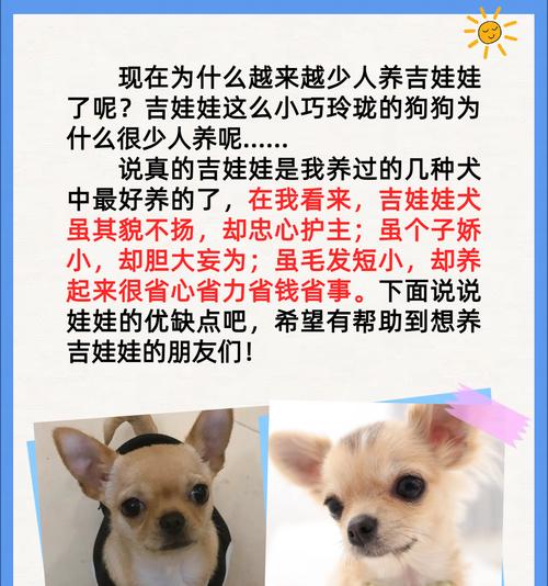 吉娃娃公狗取名指南：打造独特个性名称的实用技巧