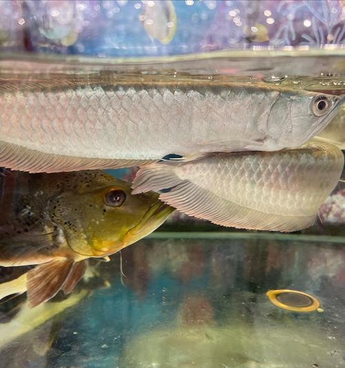 龙鱼水质要求全解析：打造适宜生存环境的关键要素