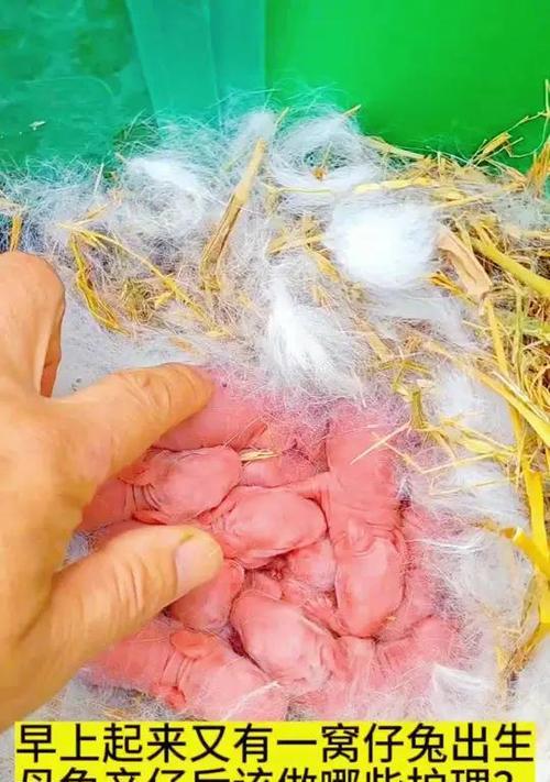 兔子怀孕有哪些表现？孕期护理要点全解析