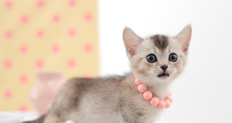 小猫叫个不停的原因及解决方法 宠物护理指南