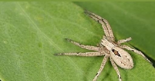 狼蛛喂养指南：正确饮食选择与喂养方法详解