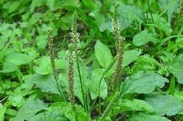 兔子爱吃哪些青草 兔子饮食喜好与青草选择指南