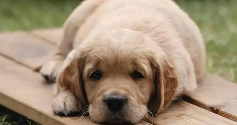 狗狗为什么不听主人指令？15大原因及解决方法详解