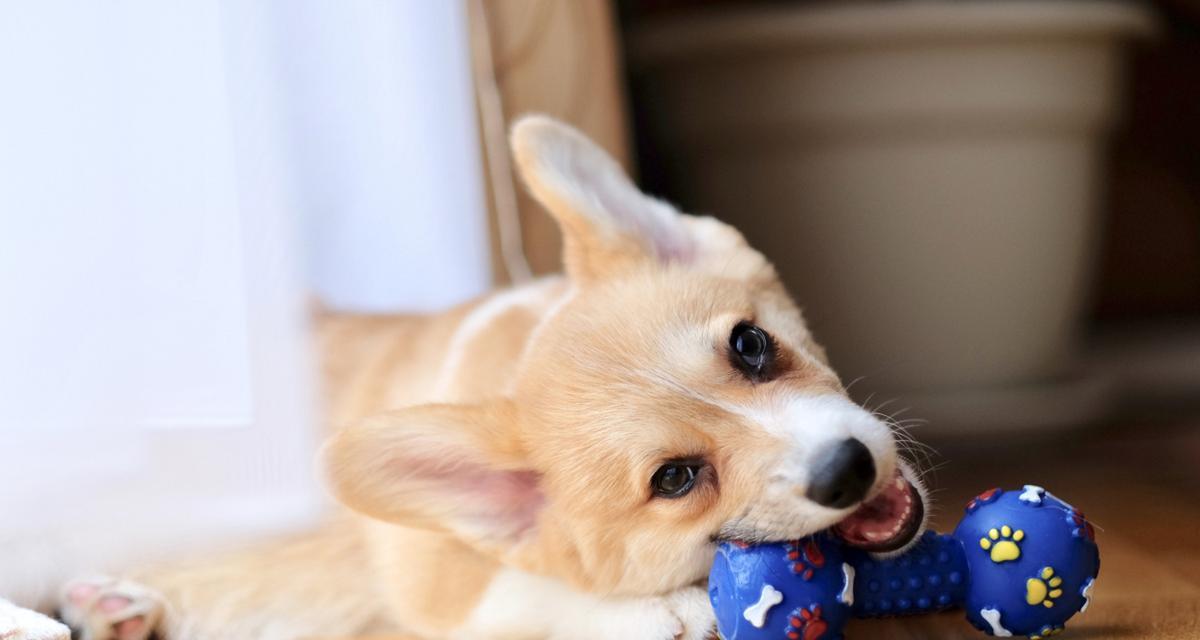 狗狗胀气症状识别与护理指南，守护爱宠消化健康