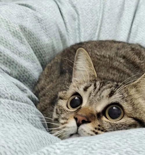 猫咪眼睛为什么会发亮？揭秘猫咪眼睛明亮的科学原理