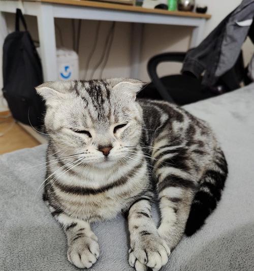 公猫霸气名字大全：15个彰显王者风范的个性名称推荐