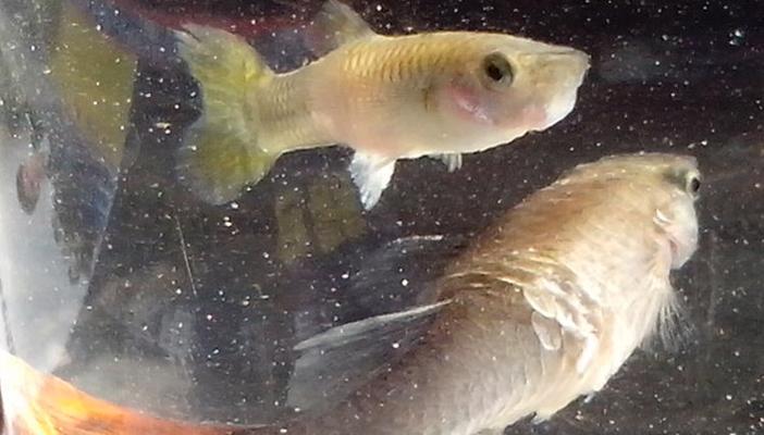 金鱼掉鳞片原因分析与防治方法全解