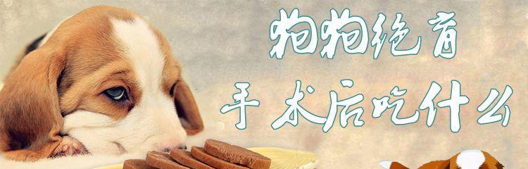 狗狗肠道手术后饮食指南：促进快速康复的关键要点