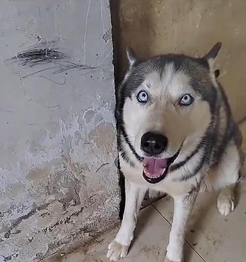 嘴巴黑的狗是什么品种揭秘：独特外貌特征与饲养指南