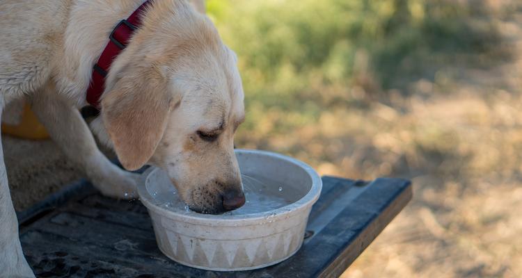 小狗喝水重要性全解析：保持爱宠健康的关键因素