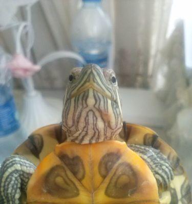 乌龟脖子脱皮原因揭秘：生理机制与养护要点