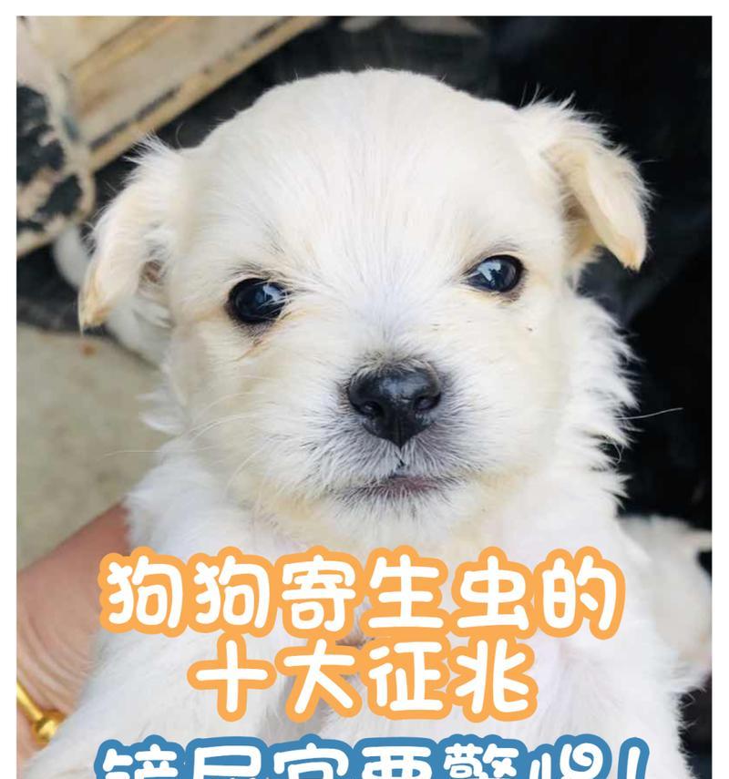 犬蛔虫感染症状及预防治疗全攻略
