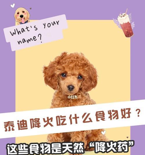 八个月泰迪犬饮食指南：营养搭配与健康喂养要点