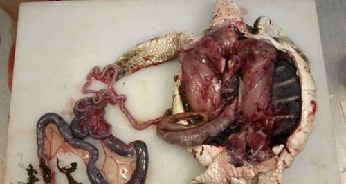 海龟不吃东西的原因分析及治疗方法详解