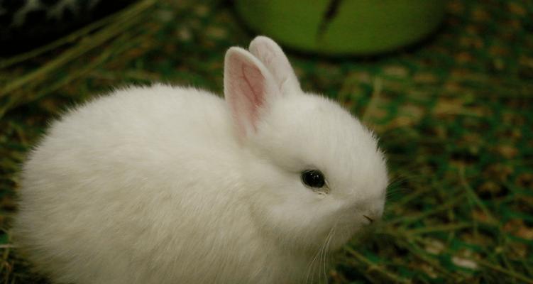 15个养兔子必备网站推荐，轻松掌握科学养兔技巧