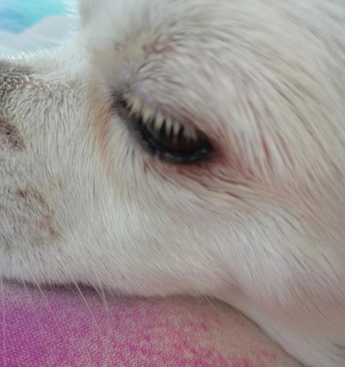 狗狗结膜炎症状识别与治疗方法详解