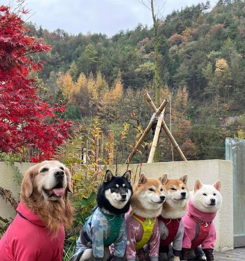 金毛和边牧配种后代特点全解析，混血犬饲养要点指南