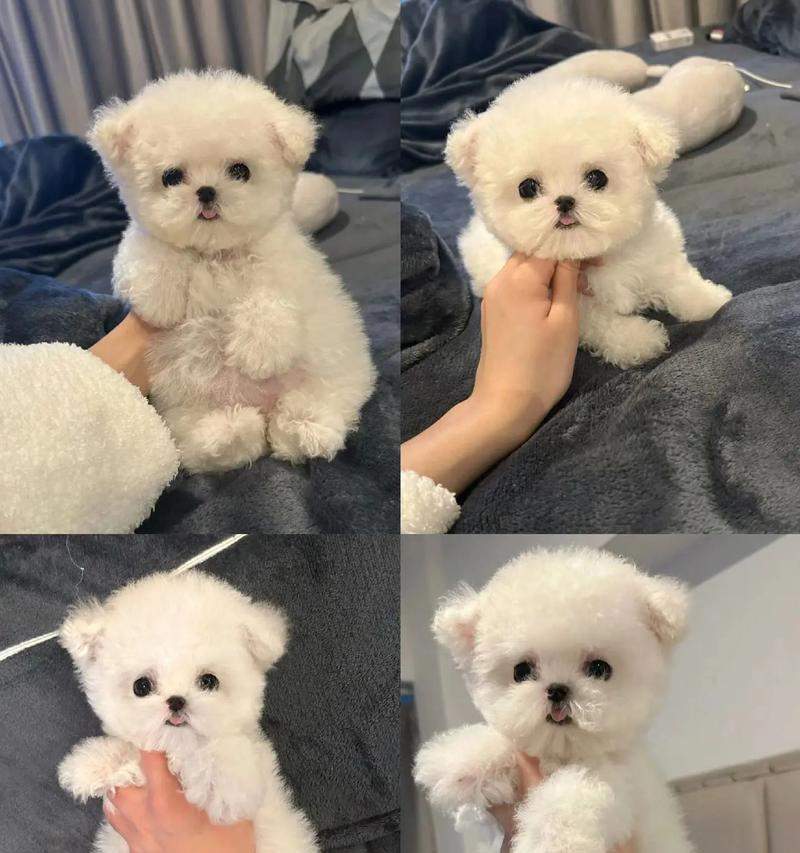 两个月大比熊幼犬必打疫苗全攻略，保障健康成长