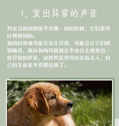 狗用什么部位发出声音？揭秘狗狗叫声的生理机制