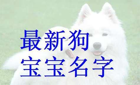 狗狗取名全攻略：15种创意方法帮你选完美名字