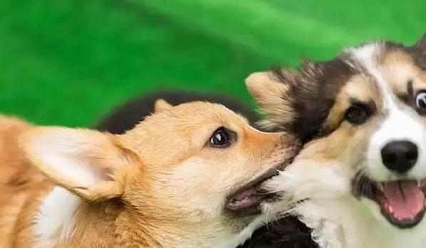 公狗配种最佳时机与注意事项详解